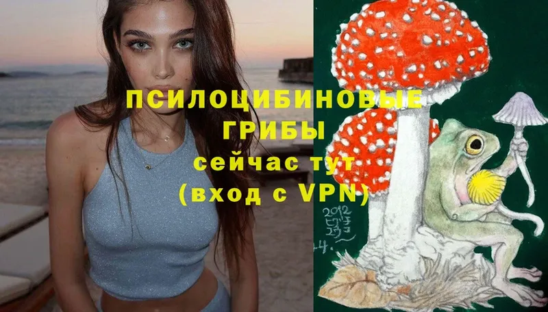 Галлюциногенные грибы Psilocybine cubensis  дарнет шоп  Ахтубинск 